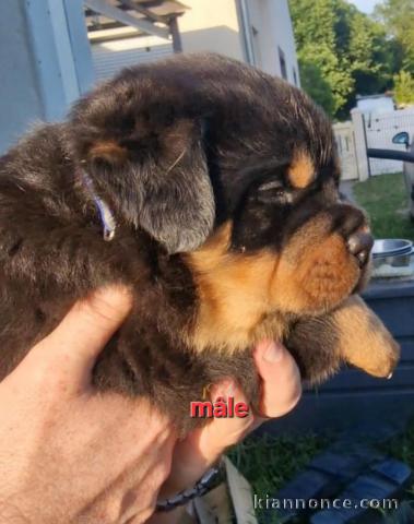 Je donne chiot rottweiler à donner 