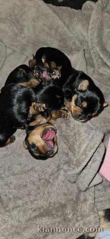 Bébé chiot York disponible 
