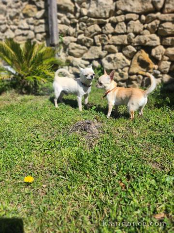 Chiots chihuahua âge de 3 moi a donner 