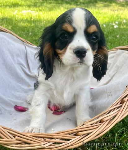 Chiot berger cavalier king charle disponible 