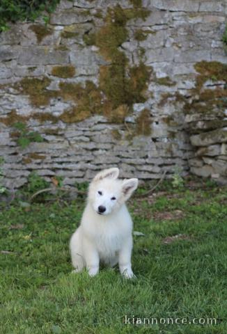 Chiots berger blanc suisse a donner 