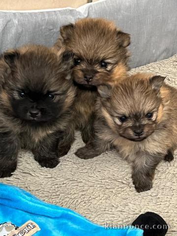 Chiots spitz nain disponible pour adoption 