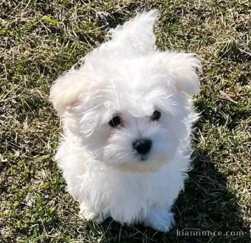 Chiots bichon maltais disponible de suite 