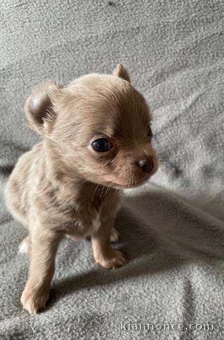 Je donne chiot chihuahua femelle a donner 