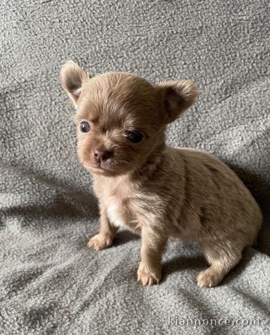 Chiots chihuahua à adopter 