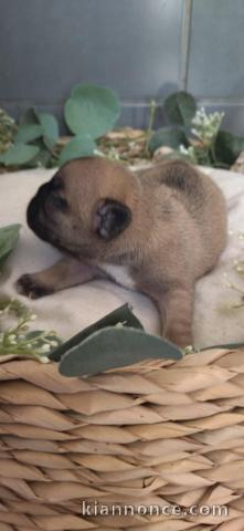 Bébé chiot bouledogue français à donner 