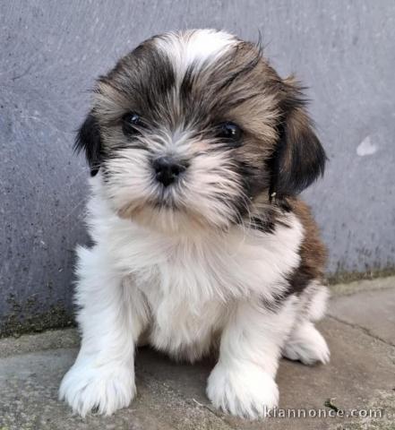 chiots Shih Tzu a donner 