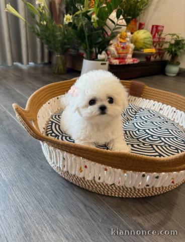 Bébé chiot bichon maltais à adopter 