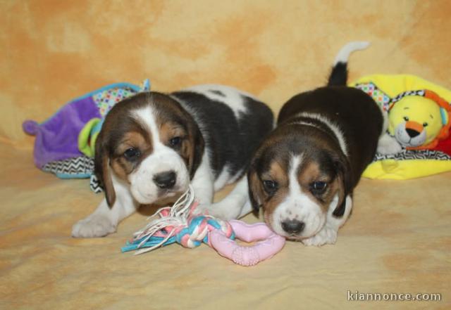 chiots beagle disponible pour adoption 