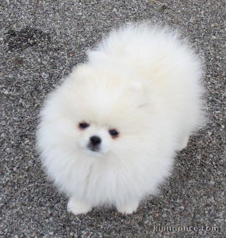 Chiots spitz allemand race pure 