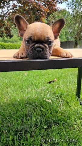 Je donne chiot bulldog français mâle adorable 