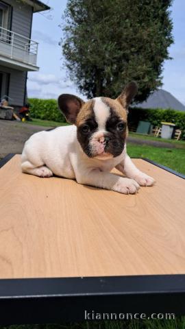 Magnifique chiot bouledogue français 