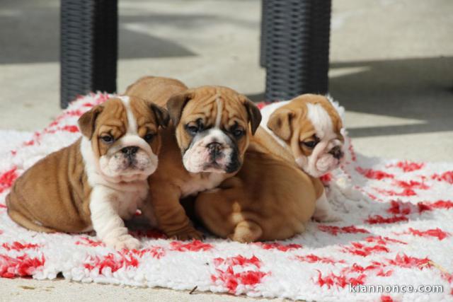 Adoption chiot bulldog anglais 