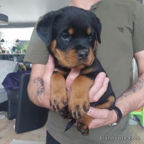 Adorable chiot rottweiler disponible 