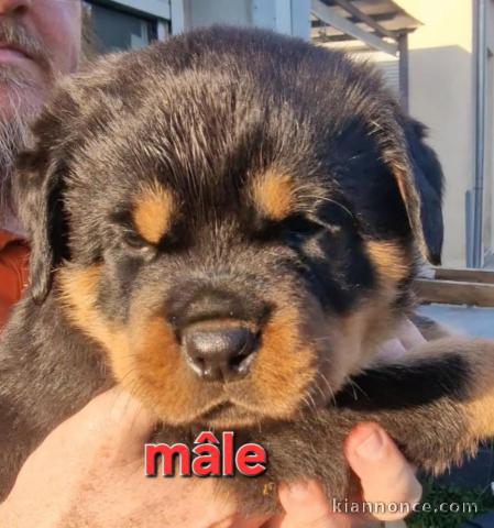 À partir chiot rottweiler lof