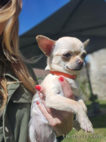 Chiots chihuahua âge de 3 moi 