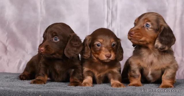 chiot Teckel nain a donner 