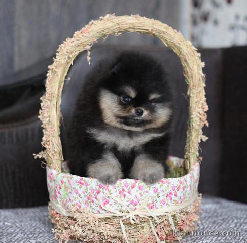 Bébé chiot spitz nain disponible 