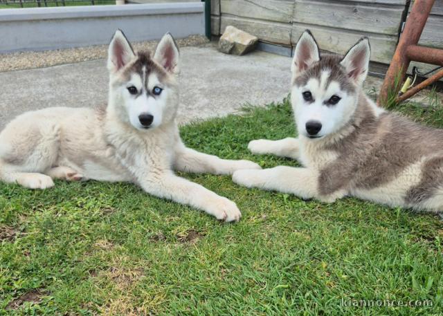 Chiots sibérien husky a donner 