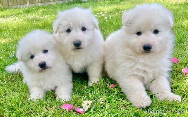 Chiots berger blanc suisse à donner 