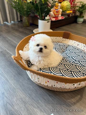 Chiots bichon maltais à adopter 