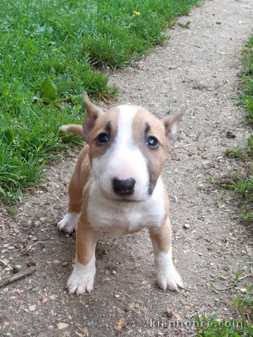 Chiots Bul terrier a donner 