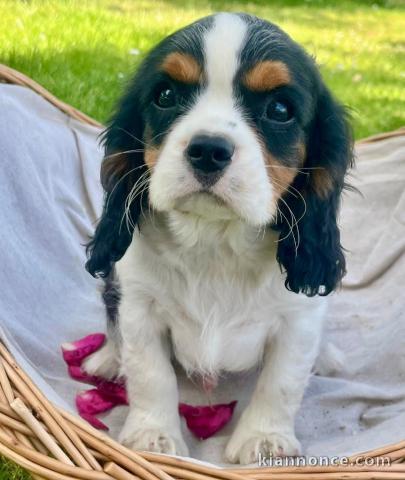 chiots cavalier king charle femelle a donner 