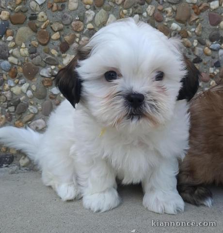 chiots Shih Tzu a donner mâle 