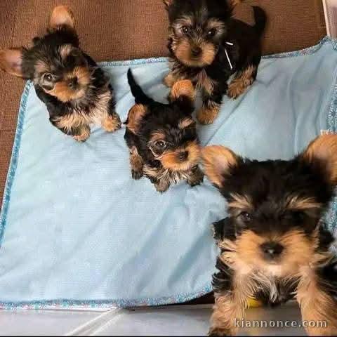 chiots York disponible pour adoption 