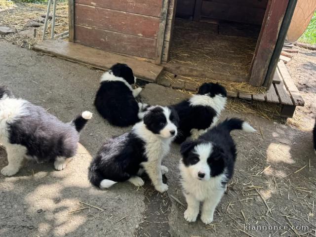 chiots Border collier à donner 