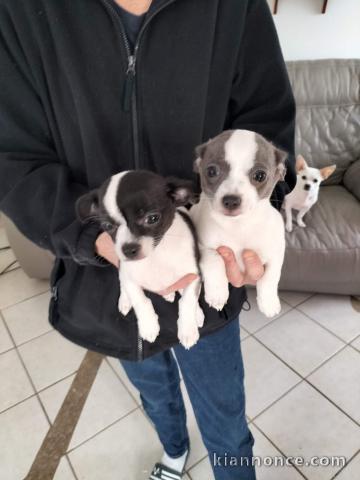 Chiots chihuahua à adopter 