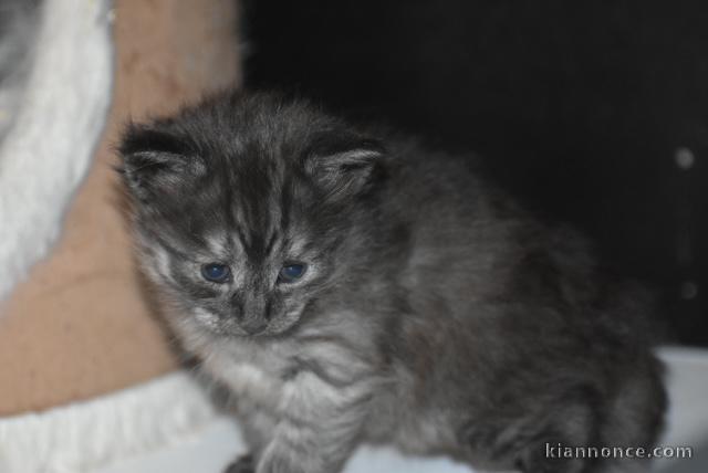 chaton norvégien a donner 