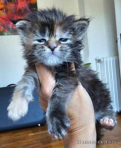 Chaton Maine coon à donner 