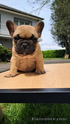chiot bulldog français à donner 