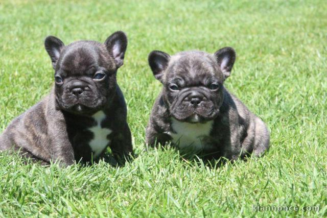Bébé chiot bulldog français à donner 