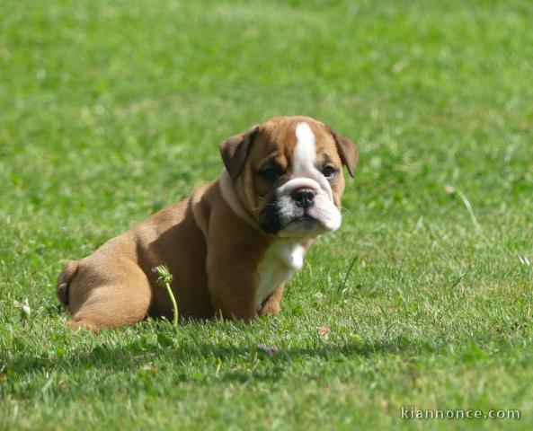 chiots bulldog anglais femelle a donner 