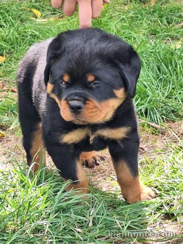 chiots rottweiler à donner femelle 