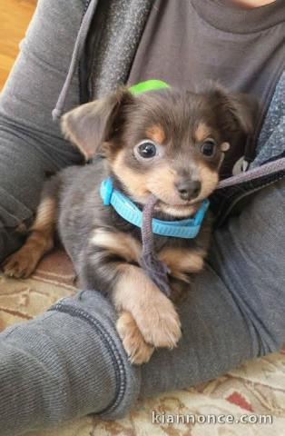 Bébé chiot chihuahua disponible 