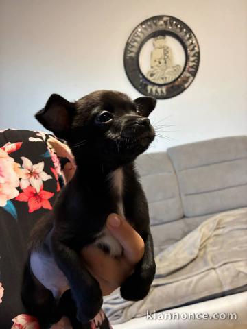 chiots chihuahua à donner 