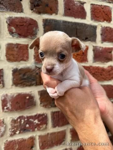 chiot chihuahua mâle disponible 