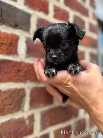 Chiots chihuahua à donner 