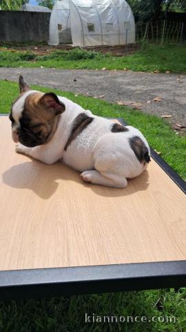 chiots bulldog français femelle a donner 