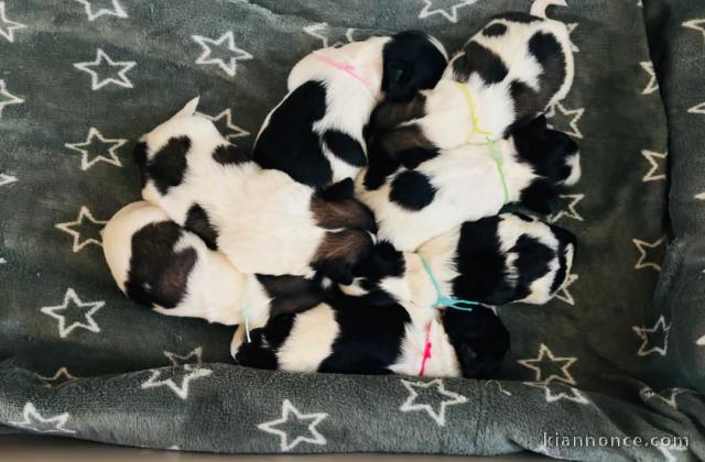 Chiots Shih Tzu à donner 