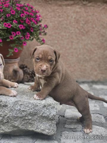 Chiots American Bully XL à vendre