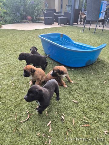 Chiots malinois disponible 