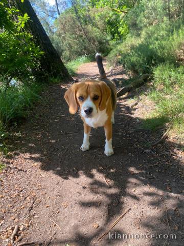 chiots beagle disponible pour adoption 