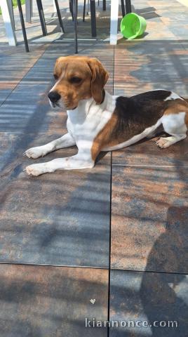 Chiots beagle lof femelle a donner 