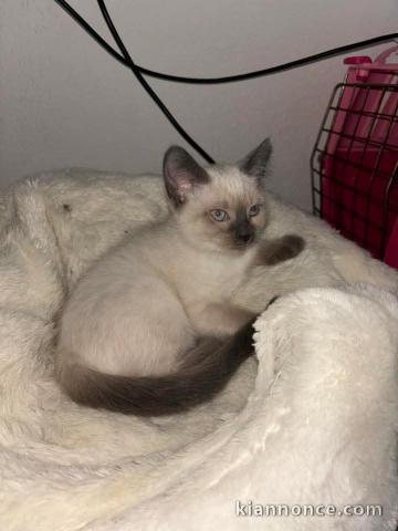 Chaton disponible à adopter 