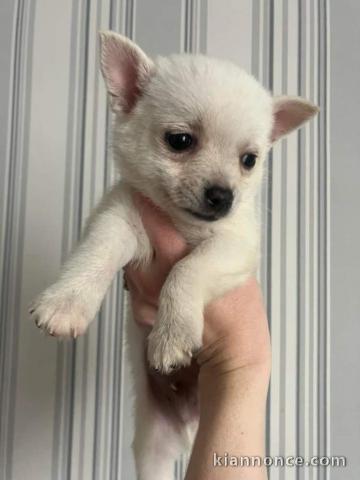 Chiots chihuahua à donner 