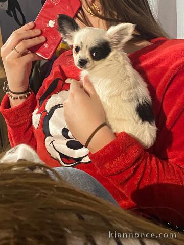 Bébé chiot chihuahua disponible 